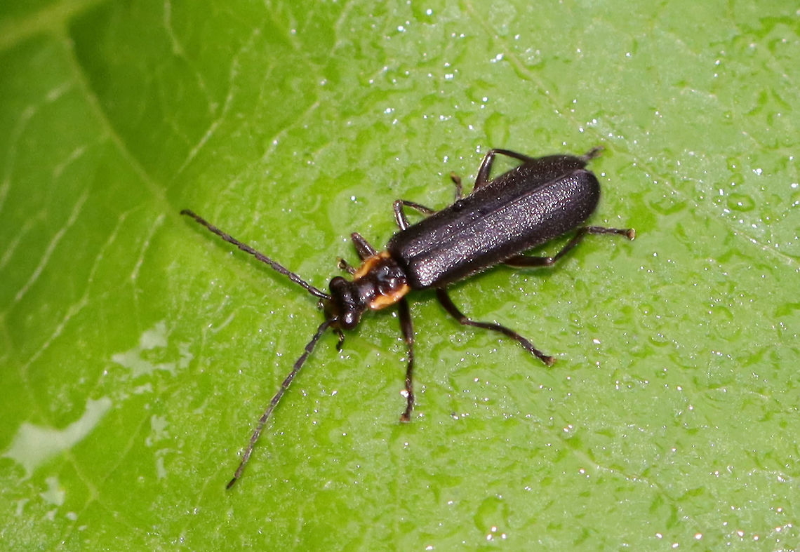 Beetle - Podabrus sp. Possibly Podabrus frater?<br />
<br />
Habitat: Meadow Geotagged,Podabrus,Summer,United States,beetle