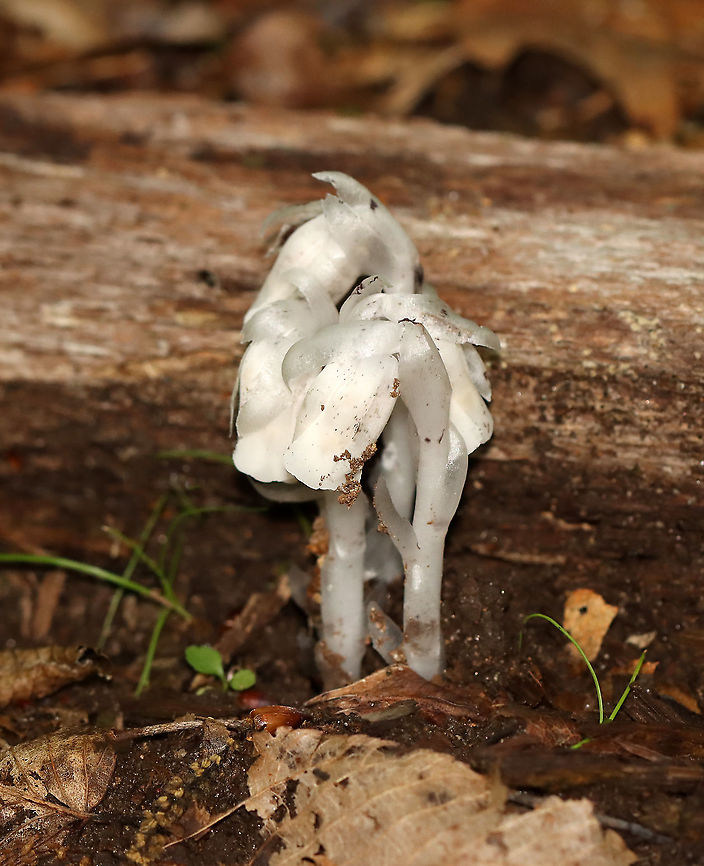 Indian Pipe - Monotropa uniflora Habitat: Deciduous forest Geotagged,Ghost Pipes,Indian Pipe,Monotropa uniflora,Summer,United States,monotropa