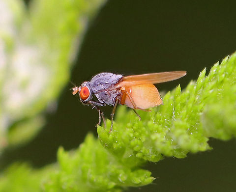 Minettia lupulina TL: 5 mm. Thorax densely gray and pruinescent; abdomen yellowish; dark fore- and mid- femora and foretibia; pale halteres.

Habitat: Garden Geotagged,Minettia,Minettia lupulina,Summer,United States,diptera,fly
