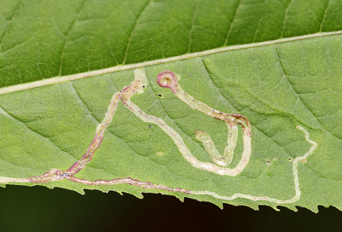 Leaf Mines - Liriomyza sp. Habitat: Joe Pye Weed (Eutrochium sp.)<br />
<figure class="photo"><a href="https://www.jungledragon.com/image/107573/leaf_mines_-_liriomyza_sp.html" title="Leaf Mines - Liriomyza sp."><img src="https://s3.amazonaws.com/media.jungledragon.com/images/3232/107573_thumb.jpg?AWSAccessKeyId=05GMT0V3GWVNE7GGM1R2&Expires=1769040010&Signature=PbxlYdIX25xSoO699chlIhUDolc%3D" width="200" height="150" alt="Leaf Mines - Liriomyza sp. Habitat: Joe Pye Weed (Eutrochium sp.)<br />
https://www.jungledragon.com/image/107572/leaf_mines_-_liriomyza_sp.html Eutrochium,Geotagged,Liriomyza,Summer,United States,leaf mine,leafminer" /></a></figure> Geotagged,Liriomyza,Summer,United States,leaf mine,leafminer