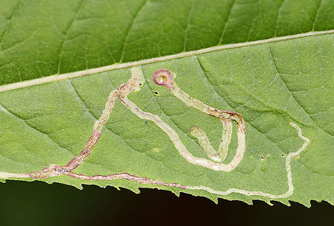 Leaf Mines - Liriomyza sp. Habitat: Joe Pye Weed (Eutrochium sp.)
https://www.jungledragon.com/image/107573/leaf_mines_-_liriomyza_sp.html Geotagged,Liriomyza,Summer,United States,leaf mine,leafminer