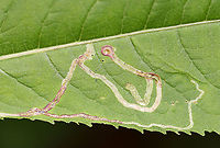 Leaf Mines - Liriomyza sp. Habitat: Joe Pye Weed (Eutrochium sp.)<br />
https://www.jungledragon.com/image/107573/leaf_mines_-_liriomyza_sp.html Geotagged,Liriomyza,Summer,United States,leaf mine,leafminer
