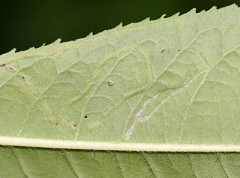 Leaf Mines - Liriomyza sp. Habitat: Joe Pye Weed (Eutrochium sp.)
https://www.jungledragon.com/image/107572/leaf_mines_-_liriomyza_sp.html Eutrochium,Geotagged,Liriomyza,Summer,United States,leaf mine,leafminer