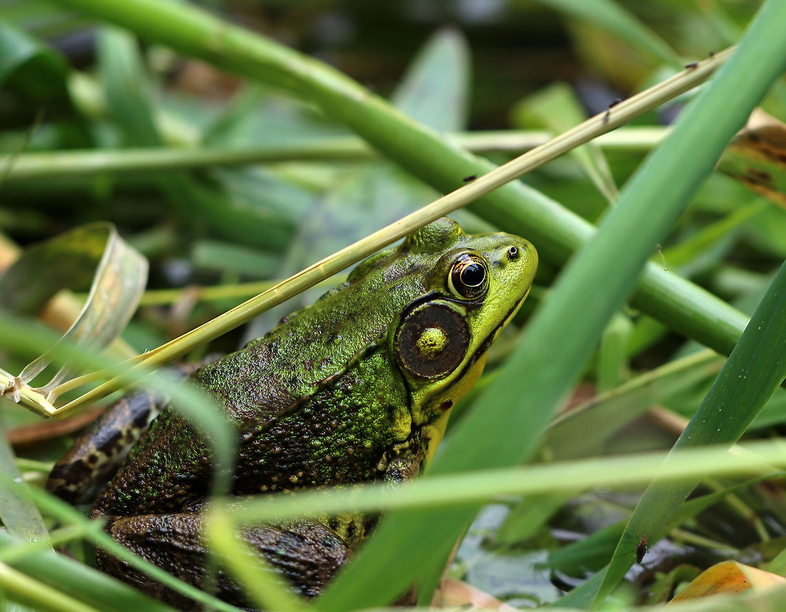 Green Frog - Lithobates clamitans This guy seemed very confident in his camouflage.<br />
<br />
Habitat: Pond edge Geotagged,Green frog,Lithobates,Lithobates clamitans,Summer,United States,frog