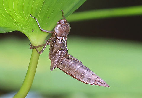 Dragonfly Nymph in the Process of Ecdysis This dragonfly had either failed to eclose or was still in the process. 

Habitat: Woodland pond Geotagged,Summer,United States,dragonfly,dragonfly nymph,ecdysis,exuvia,nymph