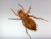 Dragonfly Nymph - Family Corduliidae This nymph was filthy. It had so much debris stuck in its hairs. I was hoping to get a shot of it extending its mouthparts, but nope. Hopefully next time!<br />
<br />
Habitat: Woodland pond<br />
https://www.jungledragon.com/image/107509/dragonfly_nymph_venter_-_family_corduliidae.html<br />
https://www.jungledragon.com/image/107508/dragonfly_nymph_-_family_corduliidae.html<br />
https://www.jungledragon.com/image/107580/dragonfly_nymph_-_family_corduliidae.html Anisoptera,Corduliidae,Geotagged,Summer,United States,dragonfly,dragonfly nymph,nymph