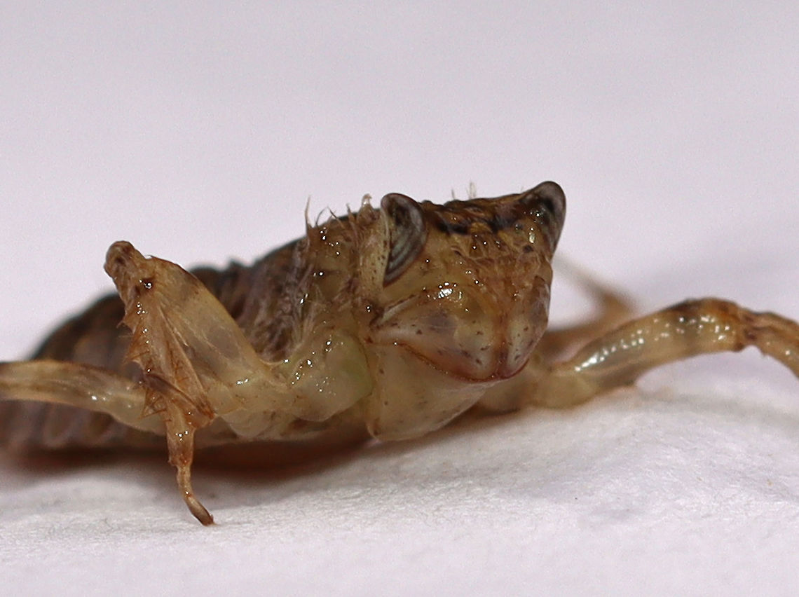 Dragonfly Nymph - Family Corduliidae Here&#039;s my attempt to get a shot of this dude&#039;s face. I wish it were spring already so I can try again!<br />
<br />
Habitat: Woodland pond Corduliidae,Geotagged,Summer,United States,dragonfly nymph,nymph