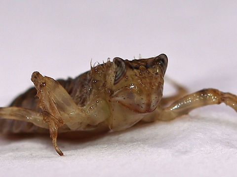 Dragonfly Nymph - Family Corduliidae Here's my attempt to get a shot of this dude's face. I wish it were spring already so I can try again!

Habitat: Woodland pond Corduliidae,Geotagged,Summer,United States,dragonfly nymph,nymph