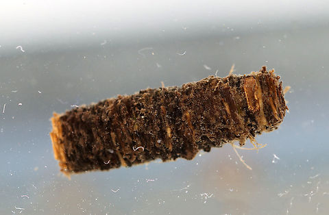 Caddisfly Larval Case (Order Trichoptera) Please forgive the debris! Caddisfly larvae are so incredibly messy. The constantly work on their cases, releasing little bits of debris into the water, and defecate ;P.

Habitat: Collected in a woodland pond
https://www.jungledragon.com/image/107583/caddisfly_larva_order_trichoptera.html Geotagged,Summer,Trichoptera,United States,caddisfly,caddisfly larva,larva