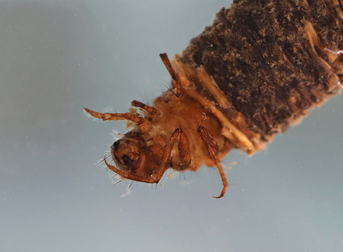 Caddisfly Larva (Order Trichoptera) Unfortunately, this is one of the only shots I got of this creature before it got eaten by a beetle larva:<br />
<figure class="photo"><a href="https://www.jungledragon.com/image/97139/whirligig_beetle_larva_-_dinetus_emarginatus.html" title="Whirligig Beetle Larva - Dinetus emarginatus"><img src="https://s3.amazonaws.com/media.jungledragon.com/images/3232/97139_thumb.jpg?AWSAccessKeyId=05GMT0V3GWVNE7GGM1R2&Expires=1769040010&Signature=wURt26gh9MbEYjUzS1X%2FvFhiPlw%3D" width="200" height="144" alt="Whirligig Beetle Larva - Dinetus emarginatus I was trying to get a photo of this really cool caddisfly larva, but this stinker started chomping on it before I could get any good photos. <br />
<br />
These larvae are flanked with rows of feathery gills that allow them to breathe without leaving the mud at the bottom of a pond. They feed by injecting prey with poison and then sucking out the guts.<br />
<br />
Habitat: Caught in a woodland pond. Photographed at home in an aquarium.<br />
<br />
**This larva is voracious! It has already eaten several other invertebrates that I brought home.<br />
<br />
https://www.jungledragon.com/image/97137/whirligig_beetle_larva_-_dinetus_emarginatus.html<br />
https://www.jungledragon.com/image/97138/whirligig_beetle_larva_-_dinetus_emarginatus.html Dineutus emarginatus,Geotagged,Summer,United States" /></a></figure><br />
<br />
<br />
Habitat: Collected in a woodland pond<br />
<figure class="photo"><a href="https://www.jungledragon.com/image/107582/caddisfly_larval_case_order_trichoptera.html" title="Caddisfly Larval Case (Order Trichoptera)"><img src="https://s3.amazonaws.com/media.jungledragon.com/images/3232/107582_thumb.jpg?AWSAccessKeyId=05GMT0V3GWVNE7GGM1R2&Expires=1769040010&Signature=GSBToEa4YwGkExQfA%2F46ncMjpFg%3D" width="200" height="132" alt="Caddisfly Larval Case (Order Trichoptera) Please forgive the debris! Caddisfly larvae are so incredibly messy. The constantly work on their cases, releasing little bits of debris into the water, and defecate ;P.<br />
<br />
Habitat: Collected in a woodland pond<br />
https://www.jungledragon.com/image/107583/caddisfly_larva_order_trichoptera.html Geotagged,Summer,Trichoptera,United States,caddisfly,caddisfly larva,larva" /></a></figure> Geotagged,Summer,United States
