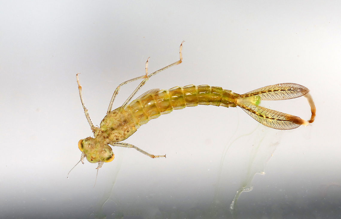 Damselfly Nymph - Suborder Zygoptera This is a sad example of what can happen if you aren&#039;t gentle enough with a fragile creature. I used forceps to push the larva a bit to encourage it to change positions, and accidentally poked it, causing its guts to leak out. It was horrifying, but I imagine even more so for the damselfly.<br />
<br />
Habitat: Collected in a woodland pond. Geotagged,Odonata,Summer,United States,Zygoptera,damselfly,damselfly larva,damselfly nymph,larva,nymph
