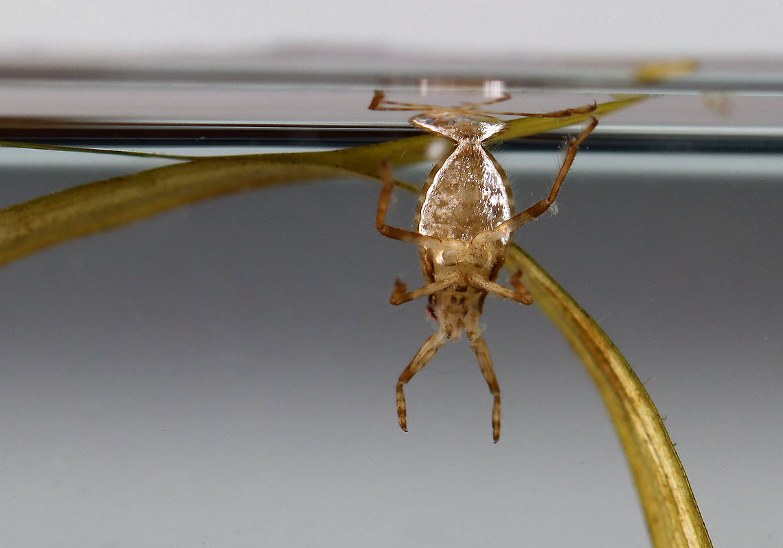 Giant Water Bug - Belostomatidae This photo shows this bug getting air at the surface of the water. The silvery sheen on its abdomen is from air bubbles that have gotten trapped in its hairs and will then travel to the spiracles and into the insect's respiratory system.<br />
<br />
Habitat: Woodland pond; captured and photographed at home.<br />
<figure class="photo"><a href="https://www.jungledragon.com/image/107586/giant_water_bug_-_belostomatidae.html" title="Giant Water Bug - Belostomatidae"><img src="https://s3.amazonaws.com/media.jungledragon.com/images/3232/107586_thumb.jpg?AWSAccessKeyId=05GMT0V3GWVNE7GGM1R2&Expires=1769040010&Signature=lvM3zqtVfUR4li4ClC9FUI4od18%3D" width="200" height="148" alt="Giant Water Bug - Belostomatidae This photo shows this bug getting air at the surface of the water. <br />
<br />
Habitat: Woodland pond; captured and photographed at home.<br />
https://www.jungledragon.com/image/107585/giant_water_bug_-_belostomatidae.html Geotagged,Summer,United States" /></a></figure> Belostomatidae,Geotagged,Giant Water Bug,Summer,United States,bug