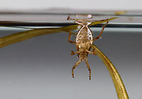 Giant Water Bug - Belostomatidae This photo shows this bug getting air at the surface of the water. The silvery sheen on its abdomen is from air bubbles that have gotten trapped in its hairs and will then travel to the spiracles and into the insect's respiratory system.<br />
<br />
Habitat: Woodland pond; captured and photographed at home.<br />
https://www.jungledragon.com/image/107586/giant_water_bug_-_belostomatidae.html Belostomatidae,Geotagged,Giant Water Bug,Summer,United States,bug
