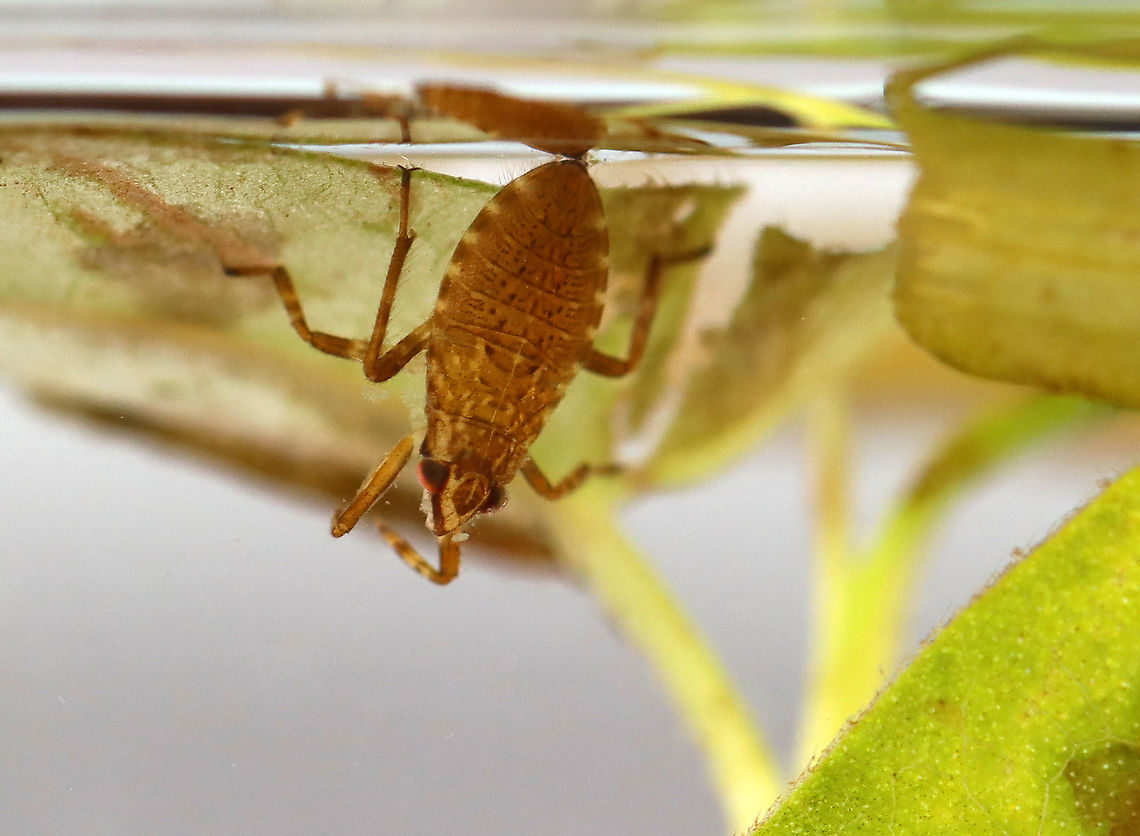 Giant Water Bug - Belostomatidae This photo shows this bug getting air at the surface of the water. <br />
<br />
Habitat: Woodland pond; captured and photographed at home.<br />
<figure class="photo"><a href="https://www.jungledragon.com/image/107585/giant_water_bug_-_belostomatidae.html" title="Giant Water Bug - Belostomatidae"><img src="https://s3.amazonaws.com/media.jungledragon.com/images/3232/107585_thumb.jpg?AWSAccessKeyId=05GMT0V3GWVNE7GGM1R2&Expires=1769040010&Signature=4LjOvVF6Phx9rKJ9LCcgfu3wU90%3D" width="200" height="142" alt="Giant Water Bug - Belostomatidae This photo shows this bug getting air at the surface of the water. The silvery sheen on its abdomen is from air bubbles that have gotten trapped in its hairs and will then travel to the spiracles and into the insect's respiratory system.<br />
<br />
Habitat: Woodland pond; captured and photographed at home.<br />
https://www.jungledragon.com/image/107586/giant_water_bug_-_belostomatidae.html Belostomatidae,Geotagged,Giant Water Bug,Summer,United States,bug" /></a></figure> Geotagged,Summer,United States