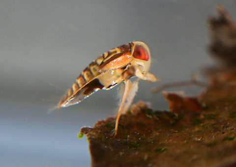 Water Boatman - Tribe Corixini Blurry, but I wanted to add a side profile shot.

Habitat: Collected from a woodland pond

Same species:
https://www.jungledragon.com/image/106873/water_boatman_-_tribe_corixini.html
 Corixini,Geotagged,Summer,United States,water boatman