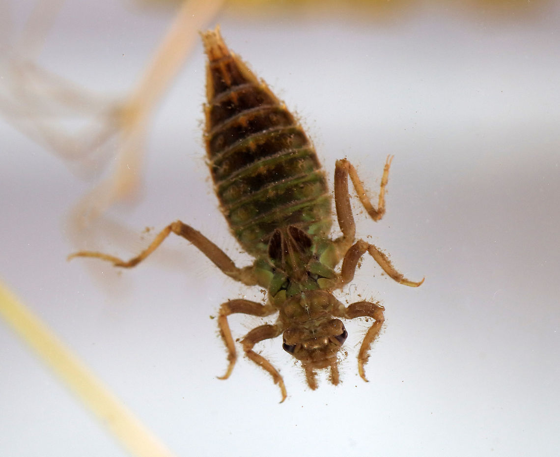 Dragonfly Nymph - Family Gomphidae, Phanogomphus sp.(?) What a face on this nymph! It looked like it had the face of a newborn baby or else an old man. <br />
<br />
I think this is a gomphid, possibly Phanogomphus sp., but I definitely need to get that confirmed.<br />
<br />
Habitat: Collected from a woodland pond. Geotagged,Gomphidae,Odonata,Summer,United States,dragonfly,dragonfly nymph,nymph