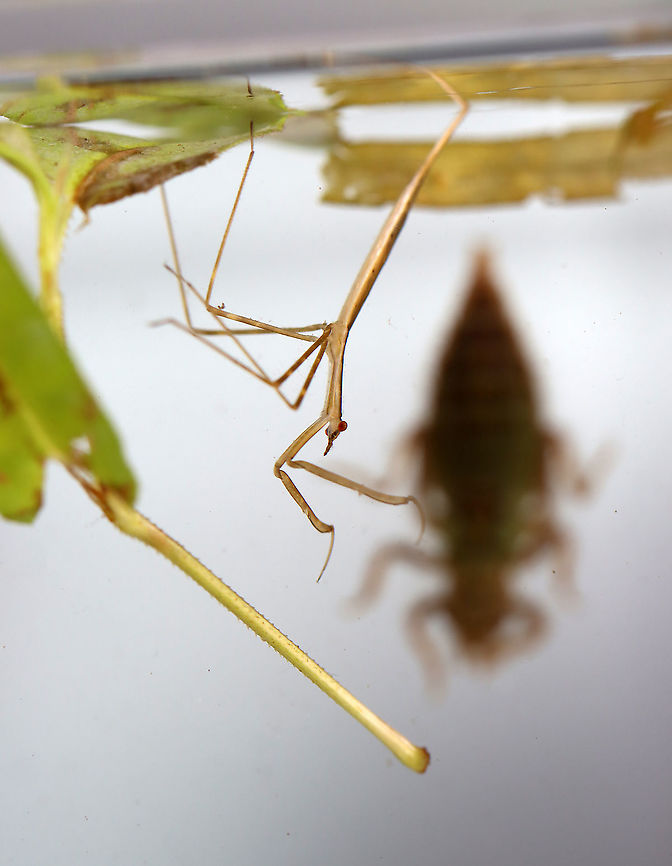 Waterscorpion (with Dragonfly Nymph in the Background)- Ranatra sp. The more time I spend watching aquatic insects, the more it amazes me that any of them can survive long enough to reproduce. It's a brutal environment in which it seems that someone is always trying to eat you! This photo shows 2 aquatic predators - the waterscorpion and the blurred outline of a dragonfly nymph in the background. <br />
<br />
<br />
Their common name is due to their superficial resemblance to scorpions.<br />
<br />
Habitat: Collected in a pond and photographed in a home aquarium<br />
<figure class="photo"><a href="https://www.jungledragon.com/image/107590/waterscorpion_-_ranatra_sp.html" title="Waterscorpion - Ranatra sp."><img src="https://s3.amazonaws.com/media.jungledragon.com/images/3232/107590_thumb.jpg?AWSAccessKeyId=05GMT0V3GWVNE7GGM1R2&Expires=1769040010&Signature=ocrRR2G2P%2FwvYNBcfhrcw%2FtAovY%3D" width="200" height="138" alt="Waterscorpion - Ranatra sp. Their common name is due to their superficial resemblance to scorpions.<br />
<br />
Habitat: Collected in a pond and photographed in a home aquarium<br />
https://www.jungledragon.com/image/107589/waterscorpion_with_dragonfly_nymph_in_the_background-_ranatra_sp.html Geotagged,Ranatra,Summer,United States,waterscorpion" /></a></figure> Geotagged,Ranatra,Summer,United States,water scorpion