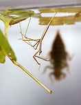 Waterscorpion (with Dragonfly Nymph in the Background)- Ranatra sp. The more time I spend watching aquatic insects, the more it amazes me that any of them can survive long enough to reproduce. It's a brutal environment in which it seems that someone is always trying to eat you! This photo shows 2 aquatic predators - the waterscorpion and the blurred outline of a dragonfly nymph in the background. <br />
<br />
<br />
Their common name is due to their superficial resemblance to scorpions.<br />
<br />
Habitat: Collected in a pond and photographed in a home aquarium<br />
https://www.jungledragon.com/image/107590/waterscorpion_-_ranatra_sp.html Geotagged,Ranatra,Summer,United States,water scorpion