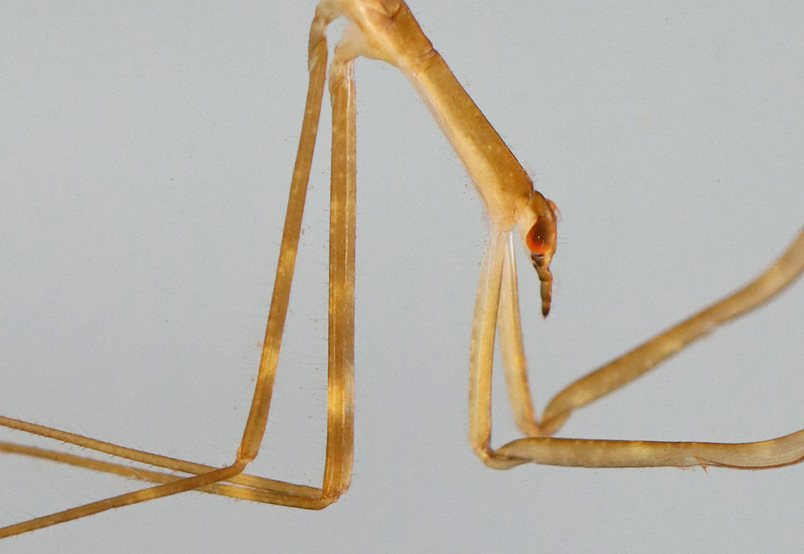 Waterscorpion - Ranatra sp. Their common name is due to their superficial resemblance to scorpions.<br />
<br />
Habitat: Collected in a pond and photographed in a home aquarium<br />
<figure class="photo"><a href="https://www.jungledragon.com/image/107589/waterscorpion_with_dragonfly_nymph_in_the_background-_ranatra_sp.html" title="Waterscorpion (with Dragonfly Nymph in the Background)- Ranatra sp."><img src="https://s3.amazonaws.com/media.jungledragon.com/images/3232/107589_thumb.jpg?AWSAccessKeyId=05GMT0V3GWVNE7GGM1R2&Expires=1769040010&Signature=gA5MMSw6VF%2FJzf5MVXxxxzLi8zY%3D" width="118" height="152" alt="Waterscorpion (with Dragonfly Nymph in the Background)- Ranatra sp. The more time I spend watching aquatic insects, the more it amazes me that any of them can survive long enough to reproduce. It's a brutal environment in which it seems that someone is always trying to eat you! This photo shows 2 aquatic predators - the waterscorpion and the blurred outline of a dragonfly nymph in the background. <br />
<br />
<br />
Their common name is due to their superficial resemblance to scorpions.<br />
<br />
Habitat: Collected in a pond and photographed in a home aquarium<br />
https://www.jungledragon.com/image/107590/waterscorpion_-_ranatra_sp.html Geotagged,Ranatra,Summer,United States,water scorpion" /></a></figure> Geotagged,Ranatra,Summer,United States,waterscorpion