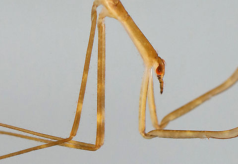 Waterscorpion - Ranatra sp. Their common name is due to their superficial resemblance to scorpions.

Habitat: Collected in a pond and photographed in a home aquarium
https://www.jungledragon.com/image/107589/waterscorpion_with_dragonfly_nymph_in_the_background-_ranatra_sp.html Geotagged,Ranatra,Summer,United States,waterscorpion