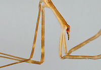 Waterscorpion - Ranatra sp. Their common name is due to their superficial resemblance to scorpions.<br />
<br />
Habitat: Collected in a pond and photographed in a home aquarium<br />
https://www.jungledragon.com/image/107589/waterscorpion_with_dragonfly_nymph_in_the_background-_ranatra_sp.html Geotagged,Ranatra,Summer,United States,waterscorpion