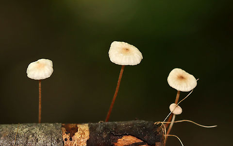 Mushrooms - Marasmius sp. These were growing on wood, and so I assumed they were Marasmius rotula. But, the gills are wrong for that species because these mushrooms do not have a "collared" attachment to the stem. So, I'm not sure of the species at this point.

Habitat: Dense forest with a nearby stream and disused quartz mine
https://www.jungledragon.com/image/107632/mushrooms_-_marasmius_sp.html
https://www.jungledragon.com/image/107633/mushrooms_-_marasmius_sp.html Geotagged,Summer,United States,fungi,marasmius,mushrooms