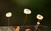 Mushrooms - Marasmius sp. These were growing on wood, and so I assumed they were Marasmius rotula. But, the gills are wrong for that species because these mushrooms do not have a "collared" attachment to the stem. So, I'm not sure of the species at this point.<br />
<br />
Habitat: Dense forest with a nearby stream and disused quartz mine<br />
https://www.jungledragon.com/image/107632/mushrooms_-_marasmius_sp.html<br />
https://www.jungledragon.com/image/107633/mushrooms_-_marasmius_sp.html Geotagged,Summer,United States,fungi,marasmius,mushrooms