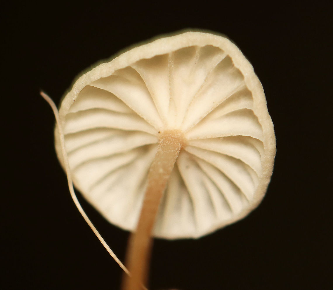 Mushrooms - Marasmius sp. These were growing on wood, and so I assumed they were Marasmius rotula. But, the gills are wrong for that species because these mushrooms do not have a &quot;collared&quot; attachment to the stem. So, I&#039;m not sure of the species at this point.<br />
<br />
Habitat: Dense forest with a nearby stream and disused quartz mine<br />
<figure class="photo"><a href="https://www.jungledragon.com/image/107631/mushrooms_-_marasmius_sp.html" title="Mushrooms - Marasmius sp."><img src="https://s3.amazonaws.com/media.jungledragon.com/images/3232/107631_thumb.jpg?AWSAccessKeyId=05GMT0V3GWVNE7GGM1R2&Expires=1769040010&Signature=YUuwHXT7aCF3pgYfCQ5tQemW8Mo%3D" width="200" height="126" alt="Mushrooms - Marasmius sp. These were growing on wood, and so I assumed they were Marasmius rotula. But, the gills are wrong for that species because these mushrooms do not have a &quot;collared&quot; attachment to the stem. So, I&#039;m not sure of the species at this point.<br />
<br />
Habitat: Dense forest with a nearby stream and disused quartz mine<br />
https://www.jungledragon.com/image/107632/mushrooms_-_marasmius_sp.html<br />
https://www.jungledragon.com/image/107633/mushrooms_-_marasmius_sp.html Geotagged,Summer,United States,fungi,marasmius,mushrooms" /></a></figure><br />
<figure class="photo"><a href="https://www.jungledragon.com/image/107633/mushrooms_-_marasmius_sp.html" title="Mushrooms - Marasmius sp."><img src="https://s3.amazonaws.com/media.jungledragon.com/images/3232/107633_thumb.jpg?AWSAccessKeyId=05GMT0V3GWVNE7GGM1R2&Expires=1769040010&Signature=PrNXINQdTbosNUEQzXaaEtSxpUs%3D" width="200" height="134" alt="Mushrooms - Marasmius sp. These were growing on wood, and so I assumed they were Marasmius rotula. But, the gills are wrong for that species because these mushrooms do not have a &quot;collared&quot; attachment to the stem. So, I&#039;m not sure of the species at this point.<br />
<br />
Habitat: Dense forest with a nearby stream and disused quartz mine<br />
https://www.jungledragon.com/image/107631/mushrooms_-_marasmius_sp.html<br />
https://www.jungledragon.com/image/107632/mushrooms_-_marasmius_sp.html Geotagged,Summer,United States" /></a></figure><br />
 Geotagged,Summer,United States