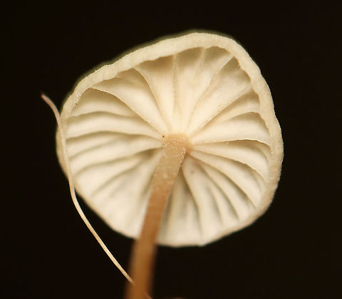 Mushrooms - Marasmius sp. These were growing on wood, and so I assumed they were Marasmius rotula. But, the gills are wrong for that species because these mushrooms do not have a "collared" attachment to the stem. So, I'm not sure of the species at this point.

Habitat: Dense forest with a nearby stream and disused quartz mine
https://www.jungledragon.com/image/107631/mushrooms_-_marasmius_sp.html
https://www.jungledragon.com/image/107633/mushrooms_-_marasmius_sp.html
 Geotagged,Summer,United States
