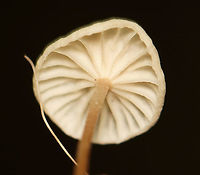 Mushrooms - Marasmius sp. These were growing on wood, and so I assumed they were Marasmius rotula. But, the gills are wrong for that species because these mushrooms do not have a "collared" attachment to the stem. So, I'm not sure of the species at this point.<br />
<br />
Habitat: Dense forest with a nearby stream and disused quartz mine<br />
https://www.jungledragon.com/image/107631/mushrooms_-_marasmius_sp.html<br />
https://www.jungledragon.com/image/107633/mushrooms_-_marasmius_sp.html<br />
Geotagged,Summer,United States