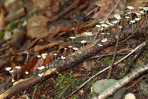 Mushrooms - Marasmius sp. These were growing on wood, and so I assumed they were Marasmius rotula. But, the gills are wrong for that species because these mushrooms do not have a "collared" attachment to the stem. So, I'm not sure of the species at this point.

Habitat: Dense forest with a nearby stream and disused quartz mine
https://www.jungledragon.com/image/107631/mushrooms_-_marasmius_sp.html
https://www.jungledragon.com/image/107632/mushrooms_-_marasmius_sp.html Geotagged,Summer,United States