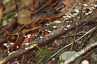 Mushrooms - Marasmius sp. These were growing on wood, and so I assumed they were Marasmius rotula. But, the gills are wrong for that species because these mushrooms do not have a "collared" attachment to the stem. So, I'm not sure of the species at this point.<br />
<br />
Habitat: Dense forest with a nearby stream and disused quartz mine<br />
https://www.jungledragon.com/image/107631/mushrooms_-_marasmius_sp.html<br />
https://www.jungledragon.com/image/107632/mushrooms_-_marasmius_sp.html Geotagged,Summer,United States