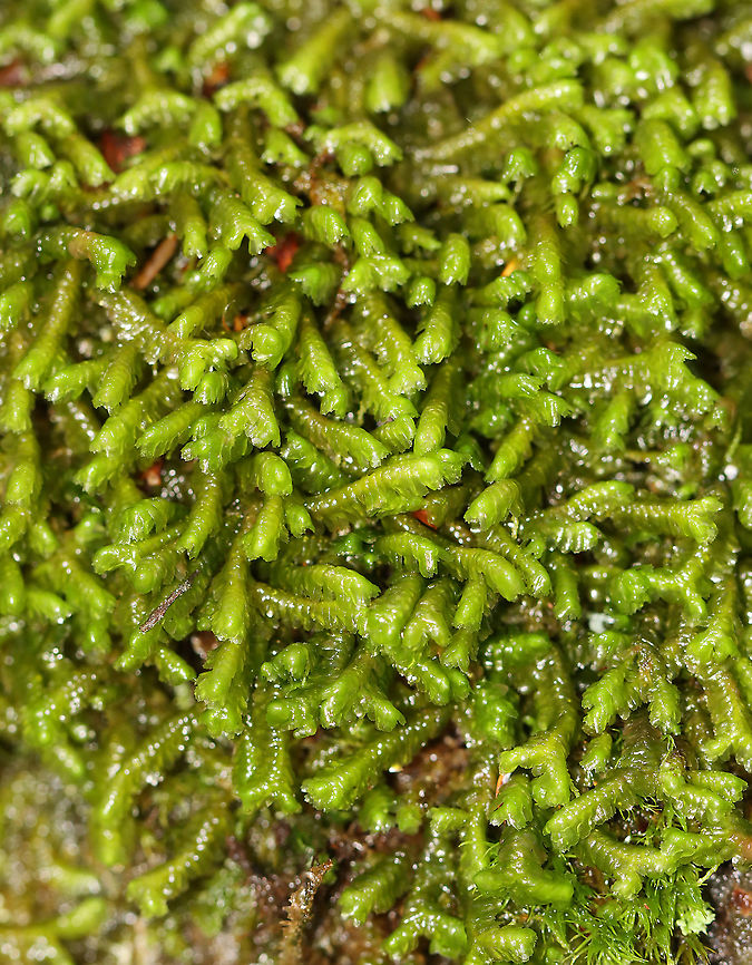 Greater Whipwort - Bazzania trilobata Habitat: Dense, hilly forest bordering a stream and a disused quartz mine Bazzania trilobata,Bryophyta,Geotagged,Summer,Threelobed bazzania,United States,moss