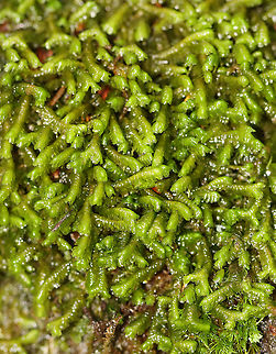 Greater Whipwort - Bazzania trilobata Habitat: Dense, hilly forest bordering a stream and a disused quartz mine Bazzania trilobata,Bryophyta,Geotagged,Summer,Threelobed bazzania,United States,moss