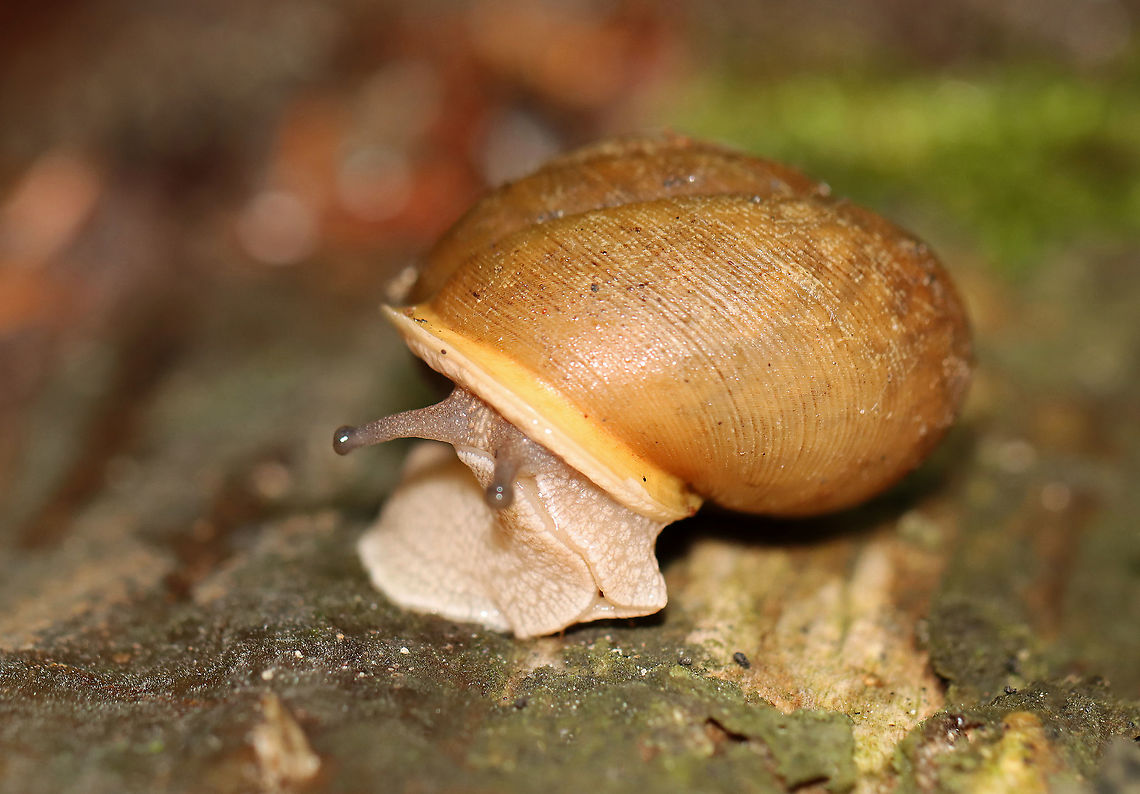 Snail - Neohelix albolabris *I need to confirm the ID. This snail was very large (~35-40 mm wide), so I think the ID is correct. But, it could also be the less common Mesodon thyroidus.<br />
<br />
Habitat: Dense forest bordering a stream and disused quartz mine<br />
<figure class="photo"><a href="https://www.jungledragon.com/image/107636/snail_-_neohelix_albolabris.html" title="Snail - Neohelix albolabris"><img src="https://s3.amazonaws.com/media.jungledragon.com/images/3232/107636_thumb.jpg?AWSAccessKeyId=05GMT0V3GWVNE7GGM1R2&Expires=1759968010&Signature=ssi%2B45%2Bl9kPVFo0Pm7Ya7HIxhSg%3D" width="130" height="152" alt="Snail - Neohelix albolabris *I need to confirm the ID. This snail was very large (~35-40 mm wide), so I think the ID is correct. But, it could also be the less common Mesodon thyroidus.<br />
<br />
Habitat: Dense forest bordering a stream and disused quartz mine<br />
https://www.jungledragon.com/image/107635/snail_-_neohelix_albolabris.html Geotagged,Neohelix albolabris,Summer,United States" /></a></figure> Geotagged,Neohelix,Neohelix albolabris,Summer,United States,gastropoda,snail