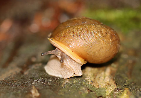 Snail - Neohelix albolabris *I need to confirm the ID. This snail was very large (~35-40 mm wide), so I think the ID is correct. But, it could also be the less common Mesodon thyroidus.

Habitat: Dense forest bordering a stream and disused quartz mine
https://www.jungledragon.com/image/107636/snail_-_neohelix_albolabris.html Geotagged,Neohelix,Neohelix albolabris,Summer,United States,gastropoda,snail