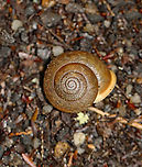 Snail - Neohelix albolabris *I need to confirm the ID. This snail was very large (~35-40 mm wide), so I think the ID is correct. But, it could also be the less common Mesodon thyroidus.<br />
<br />
Habitat: Dense forest bordering a stream and disused quartz mine<br />
https://www.jungledragon.com/image/107635/snail_-_neohelix_albolabris.html Geotagged,Neohelix albolabris,Summer,United States