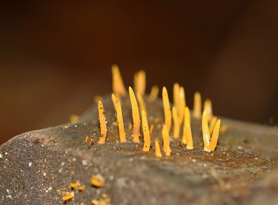 Club-like Tuning Fork - Calocera cornea Habitat: Growing on rotting wood in a dense forest Calocera,Calocera cornea,Club-like Tuning Fork,Geotagged,Summer,United States,fungus