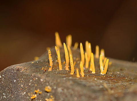 Club-like Tuning Fork - Calocera cornea Habitat: Growing on rotting wood in a dense forest Calocera,Calocera cornea,Club-like Tuning Fork,Geotagged,Summer,United States,fungus