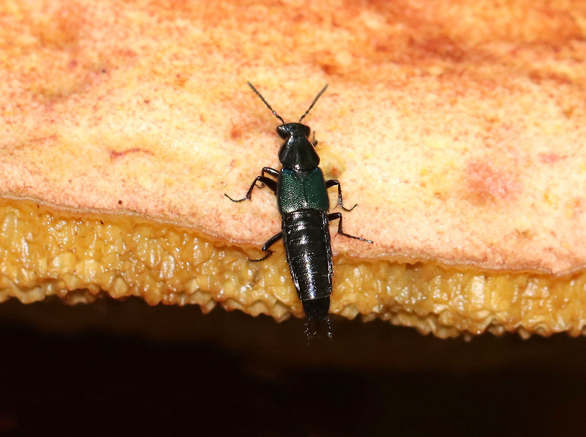 Rove Beetle - Philonthus caeruleipennis The elytra were green!<br />
<br />
Habitat: On a huge mushroom in a dense, hilly forest Geotagged,Philonthus,Philonthus caeruleipennis,Staphylinidae,Summer,United States,beetle,rove beetle