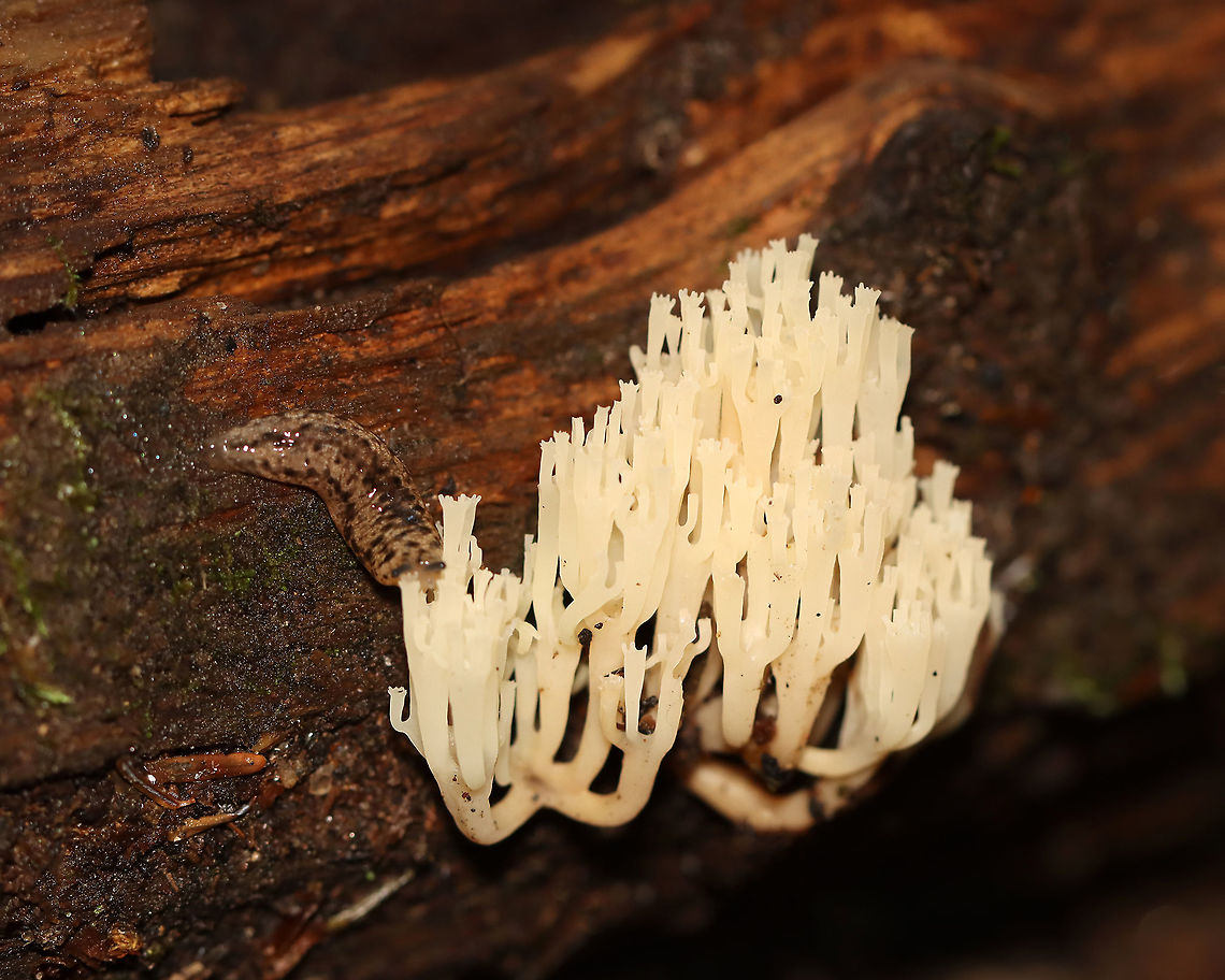 Crown-tipped Coral - Artomyces pyxidatus Beautiful fungus being chomped on by a slug.<br />
<br />
Habitat: Rotting wood; dense, hilly forest Artomyces,Artomyces pyxidatus,Crown-Tipped Coral Fungus,Geotagged,Summer,United States,coral fungus,fungus,mushroom coral