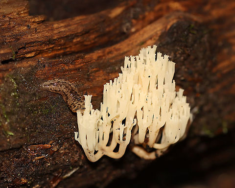 Crown-tipped Coral - Artomyces pyxidatus Beautiful fungus being chomped on by a slug.

Habitat: Rotting wood; dense, hilly forest Artomyces,Artomyces pyxidatus,Crown-Tipped Coral Fungus,Geotagged,Summer,United States,coral fungus,fungus,mushroom coral