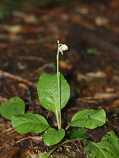 Shinleaf - Pyrola elliptica There were a bunch of these plants in the area and this is the only one that only had one flower. But, it looked like it was getting more buds, I think?

Habitat: Dense, mesic forest Geotagged,Pyrola,Pyrola elliptica,Summer,United States,shinleaf