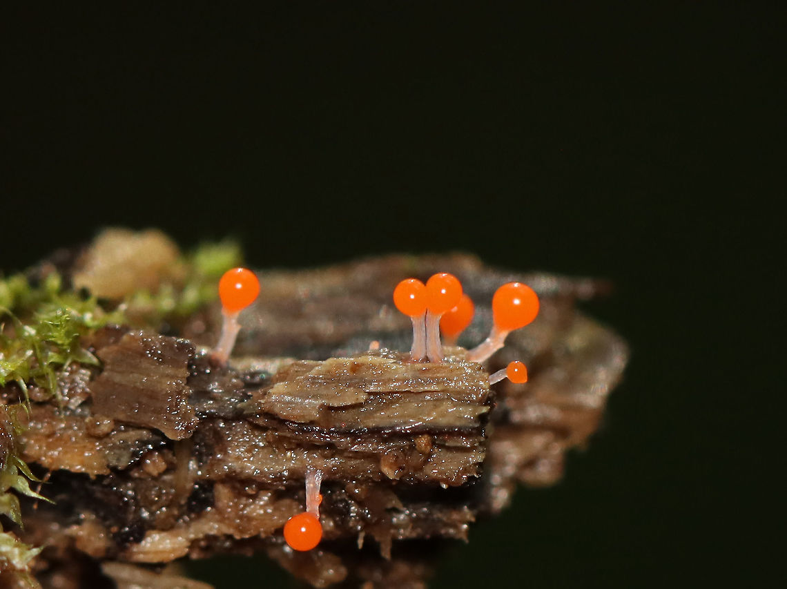 Hemitrichia Calyculata or Trichia decipiens?? Hemitrichia Calyculata and Trichia decipiens seem so similar at this stage. I&#039;m not sure which this is.<br />
<br />
Habitat: Rotting wood Geotagged,Summer,Trichia decipiens,United States,slime mold
