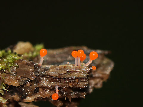 Hemitrichia Calyculata or Trichia decipiens?? Hemitrichia Calyculata and Trichia decipiens seem so similar at this stage. I'm not sure which this is.

Habitat: Rotting wood Geotagged,Summer,Trichia decipiens,United States,slime mold
