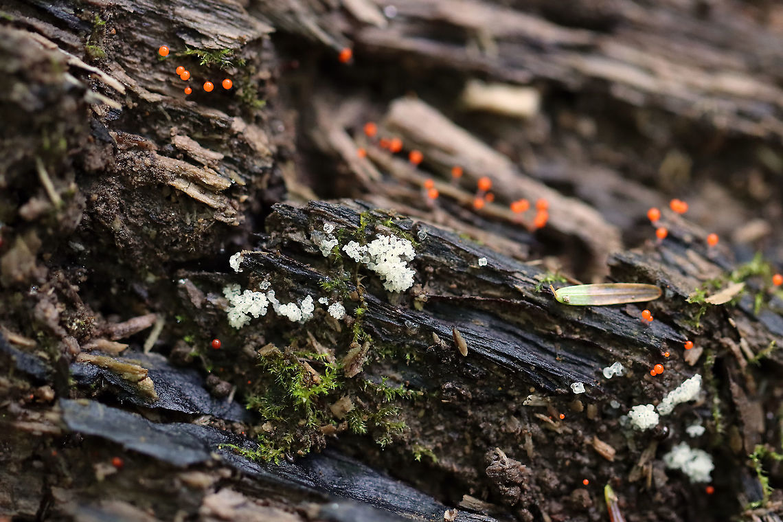Coral Slime Mold - Ceratiomyxa fruticulosa Habitat: Growing on rotting wood along with some other slimes and moss.<br />
<figure class="photo"><a href="https://www.jungledragon.com/image/107654/coral_slime_mold_-_ceratiomyxa_fruticulosa.html" title="Coral Slime Mold - Ceratiomyxa fruticulosa"><img src="https://s3.amazonaws.com/media.jungledragon.com/images/3232/107654_thumb.jpg?AWSAccessKeyId=05GMT0V3GWVNE7GGM1R2&Expires=1759968010&Signature=6QpnGJ9GCw8YAcXxfwEyCKTzcl8%3D" width="200" height="158" alt="Coral Slime Mold - Ceratiomyxa fruticulosa Habitat: Growing on rotting wood along with some other slimes and moss.<br />
https://www.jungledragon.com/image/107653/coral_slime_mold_-_ceratiomyxa_fruticulosa.html Ceratiomyxa fruticulosa,Geotagged,Summer,United States" /></a></figure> Ceratiomyxa fruticulosa,Geotagged,Summer,United States,slime mold