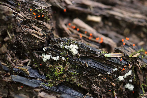 Coral Slime Mold - Ceratiomyxa fruticulosa Habitat: Growing on rotting wood along with some other slimes and moss.
https://www.jungledragon.com/image/107654/coral_slime_mold_-_ceratiomyxa_fruticulosa.html Ceratiomyxa fruticulosa,Geotagged,Summer,United States,slime mold