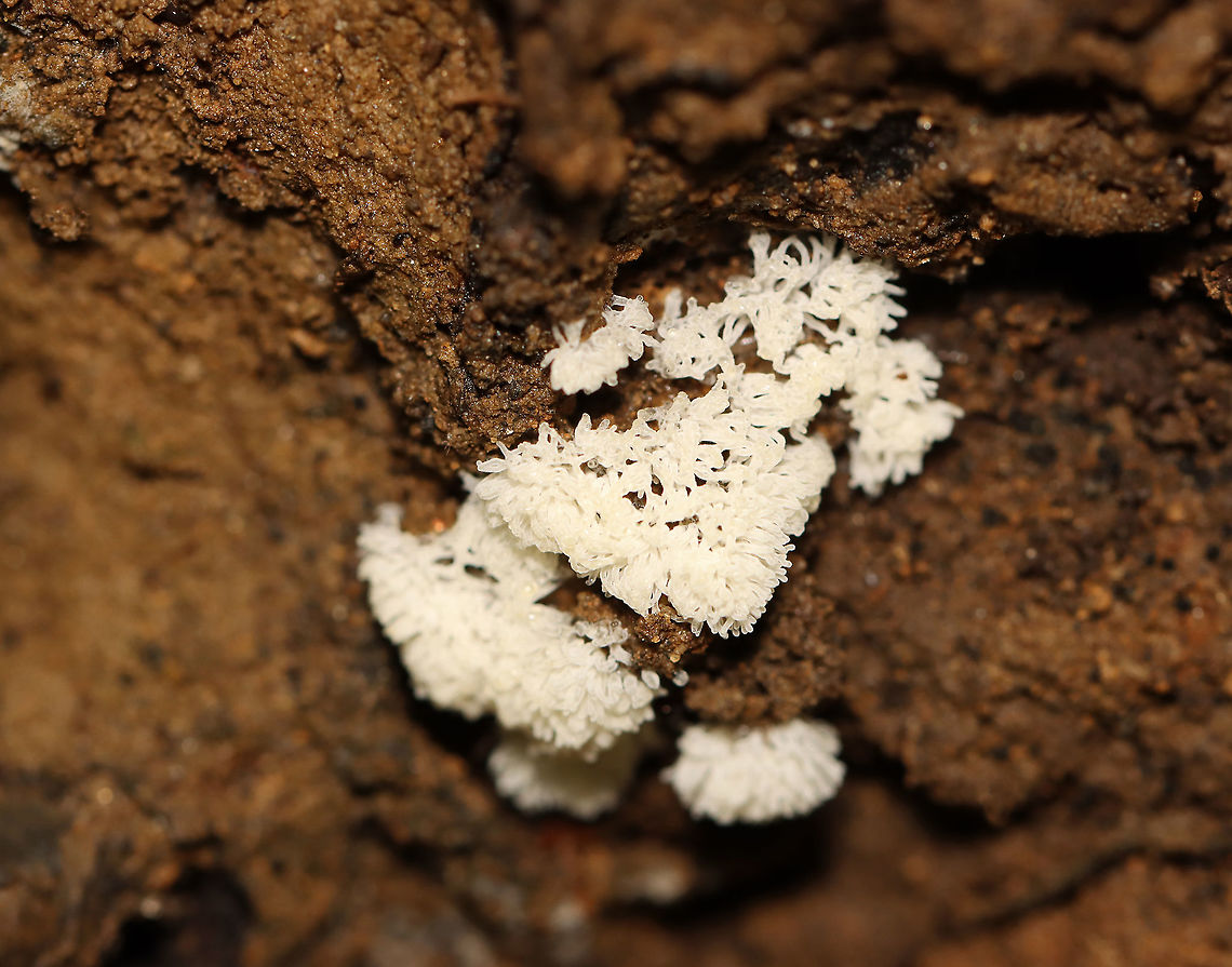 Coral Slime Mold - Ceratiomyxa fruticulosa Habitat: Growing on rotting wood along with some other slimes and moss.<br />
<figure class="photo"><a href="https://www.jungledragon.com/image/107653/coral_slime_mold_-_ceratiomyxa_fruticulosa.html" title="Coral Slime Mold - Ceratiomyxa fruticulosa"><img src="https://s3.amazonaws.com/media.jungledragon.com/images/3232/107653_thumb.jpg?AWSAccessKeyId=05GMT0V3GWVNE7GGM1R2&Expires=1759968010&Signature=YdT0q71juRZJQow9gTtpzYwV63k%3D" width="200" height="134" alt="Coral Slime Mold - Ceratiomyxa fruticulosa Habitat: Growing on rotting wood along with some other slimes and moss.<br />
https://www.jungledragon.com/image/107654/coral_slime_mold_-_ceratiomyxa_fruticulosa.html Ceratiomyxa fruticulosa,Geotagged,Summer,United States,slime mold" /></a></figure> Ceratiomyxa fruticulosa,Geotagged,Summer,United States