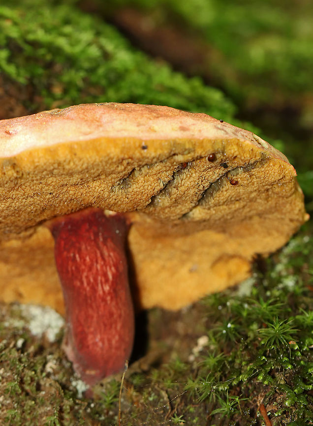 Two-colored Bolete - Baorangia bicolor The cap was huge...maybe 14-15 cm in diameter. Pores were yellow and bruised cyan. The apex of the stipe was not yellow, which is making me question the ID.<br />
<br />
Habitat: Growing under the base of a tree, which was situated on a hill in a dense, mesic forest.<br />
<figure class="photo"><a href="https://www.jungledragon.com/image/107656/two-colored_bolete_-_baorangia_bicolor.html" title="Two-colored Bolete - Baorangia bicolor"><img src="https://s3.amazonaws.com/media.jungledragon.com/images/3232/107656_thumb.jpg?AWSAccessKeyId=05GMT0V3GWVNE7GGM1R2&Expires=1759968010&Signature=ymyKY5UaFeSfUNqjilNe3JaRNCM%3D" width="200" height="160" alt="Two-colored Bolete - Baorangia bicolor The cap was huge...maybe 14-15 cm in diameter. Pores were yellow and bruised cyan. The apex of the stipe was not yellow, which is making me question the ID.<br />
<br />
Habitat: Growing under the base of a tree, which was situated on a hill in a dense, mesic forest.<br />
https://www.jungledragon.com/image/107655/two-colored_bolete_-_baorangia_bicolor.html Baorangia bicolor,Geotagged,Summer,Two-colored Bolete,United States" /></a></figure> Baorangia,Baorangia bicolor,Bolete,Geotagged,Summer,Two-colored Bolete,United States,fungus,mushroom