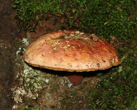 Two-colored Bolete - Baorangia bicolor The cap was huge...maybe 14-15 cm in diameter. Pores were yellow and bruised cyan. The apex of the stipe was not yellow, which is making me question the ID.

Habitat: Growing under the base of a tree, which was situated on a hill in a dense, mesic forest.
https://www.jungledragon.com/image/107655/two-colored_bolete_-_baorangia_bicolor.html Baorangia bicolor,Geotagged,Summer,Two-colored Bolete,United States